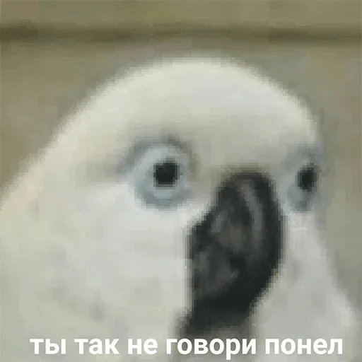 animal animal parrot bird