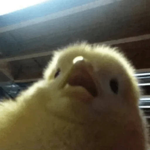 animal animal bird poultry