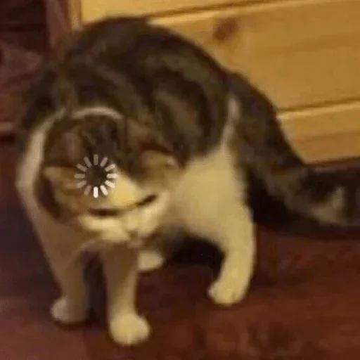 animal animal mammal cat