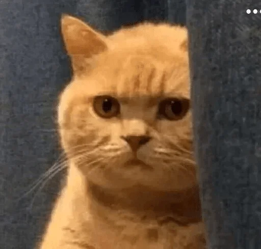 animal animal mammal cat