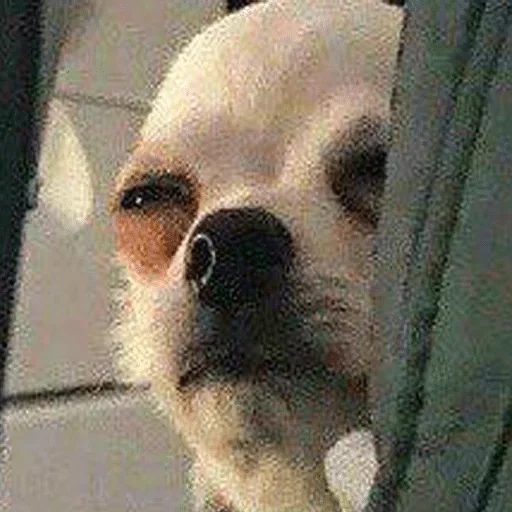 mammal mammal animal dog