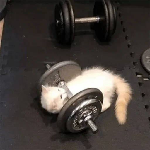 sport sport weights exercise equipment