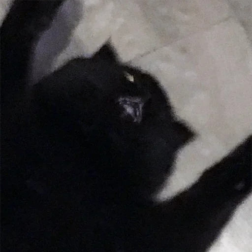 animal animal mammal black