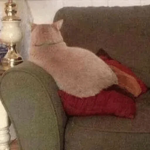 indoor indoor sofa animal