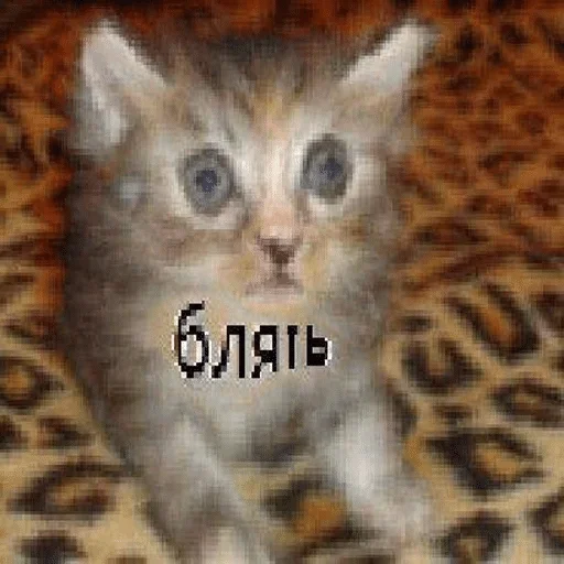 СМС СМС кошка животное