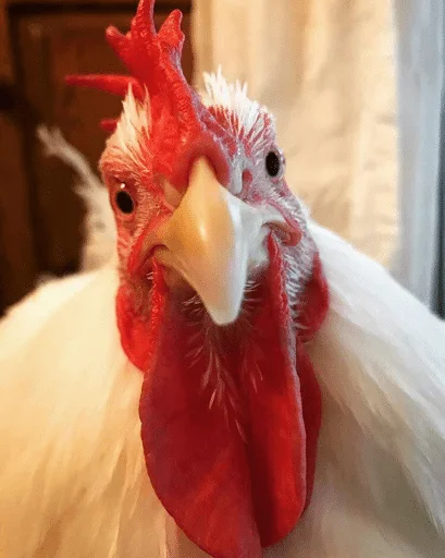 bird bird animal gallinaceous bird