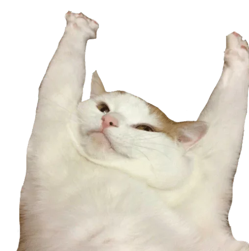 Sticker Мои стикеры - мест хэв — @stckrRobot - 2