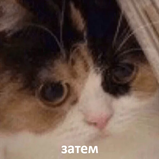 Стикер dlya vajnih peregovorov — @stckrRobot - 3