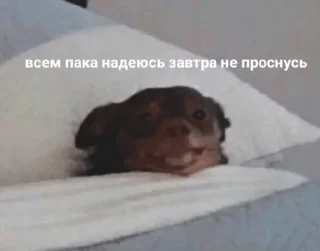 точно останній sukarab — @stckrRobot точно останній sukarab — @stckrRobot - human face