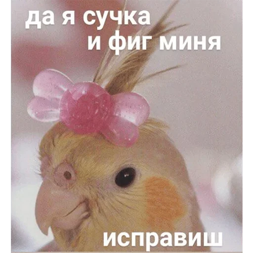 животное животное птица попугай