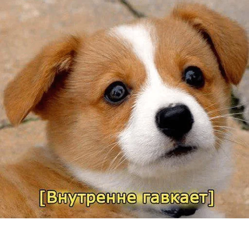 млекопитающее млекопитающее животное собака