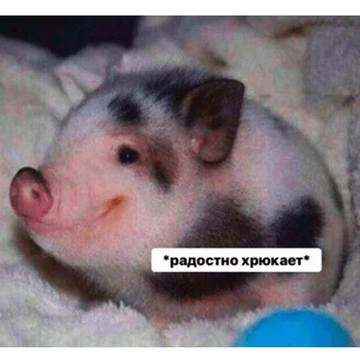 млекопитающее млекопитающее животное хомяк