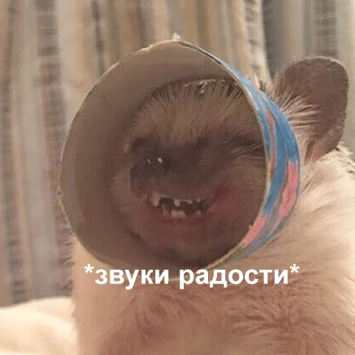 кошка кошка мех животное