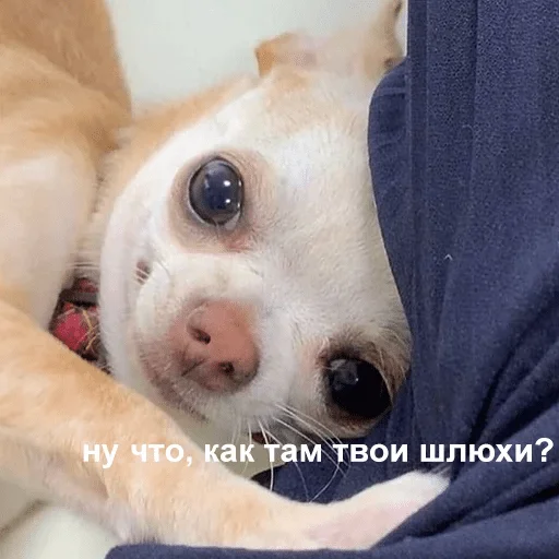 животное животное млекопитающее домашнее животное