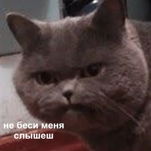 млекопитающее млекопитающее животное кошка