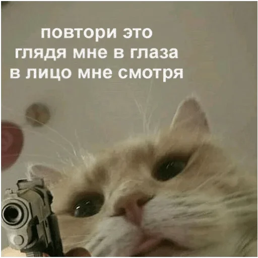 кошки малого и среднего размера кошки малого и среднего размера кошачьи млекопитающее