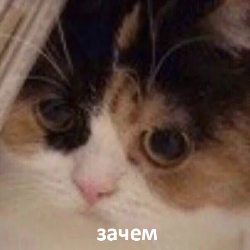 Sticker Твои стикеры — @stckrRobot - 7
