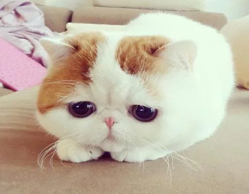Sticker Твои стикеры — @stckrRobot - 4