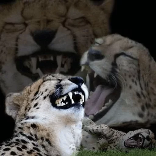 mammal mammal animal big cat