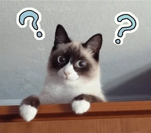 cat cat small to medium-sized cats animal