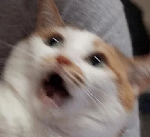 mammal mammal animal cat