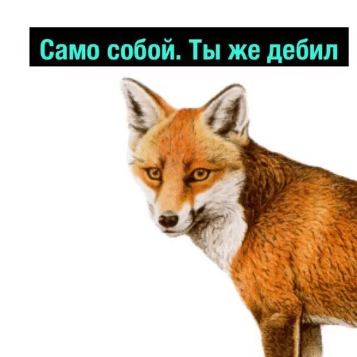 animal animal mammal fox