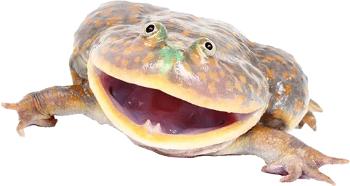animal animal reptile fish