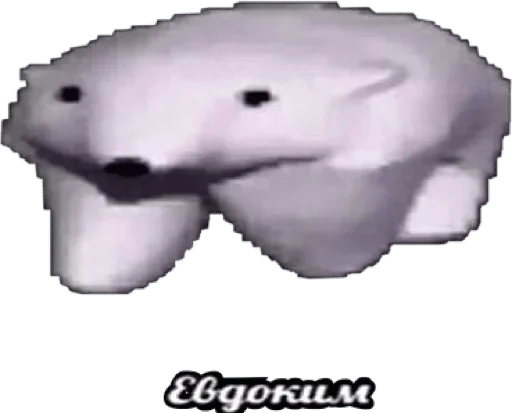 mammal mammal aquatic mammal animal