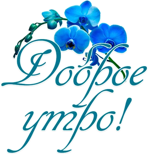 flower flower graphics drawing