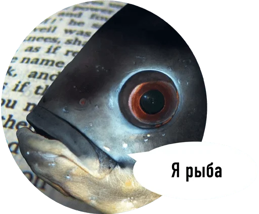 животное животное рыба