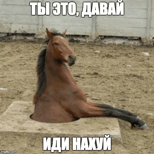 animal animal mammal horse