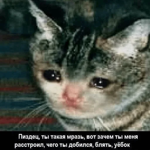 text text mammal animal