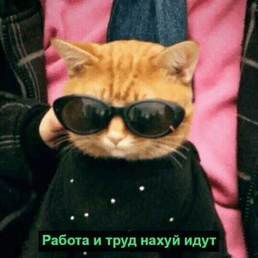 small to medium-sized cats small to medium-sized cats felidae whiskers