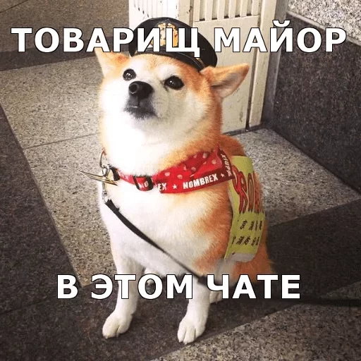 домашнее животное домашнее животное собака животное