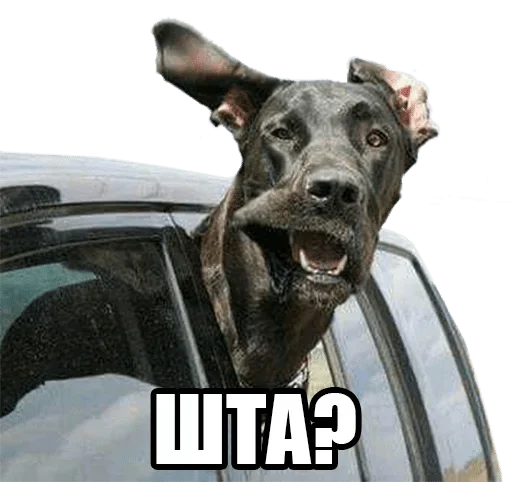 text text car vehicle