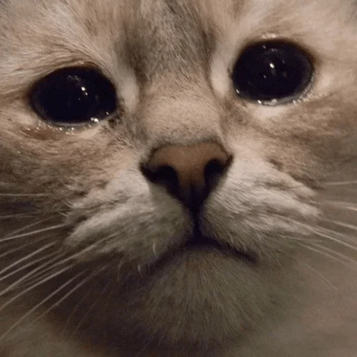 mammal mammal animal cat
