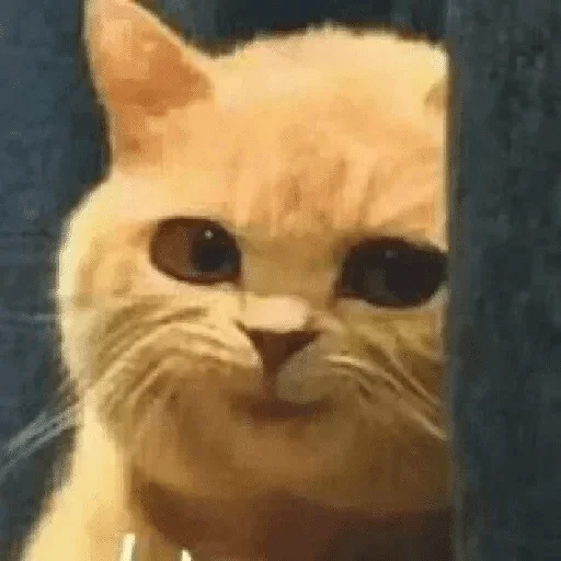animal animal mammal cat