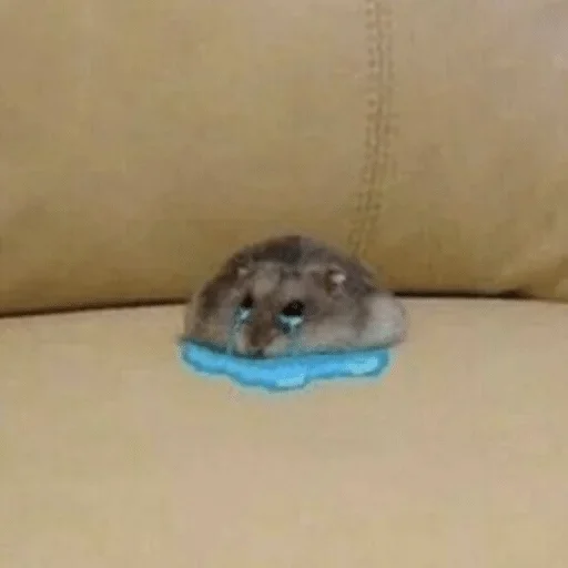 mammal mammal animal mouse