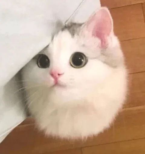 mammal mammal animal cat