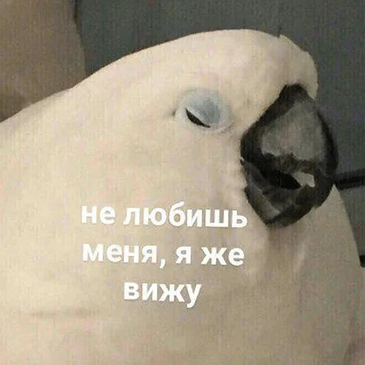 bird bird animal parrot