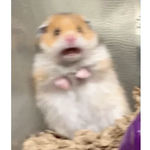mammal mammal animal hamster