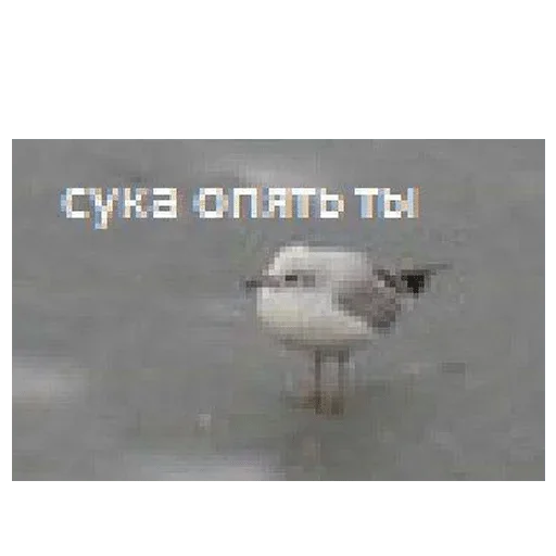 text text aquatic bird gull
