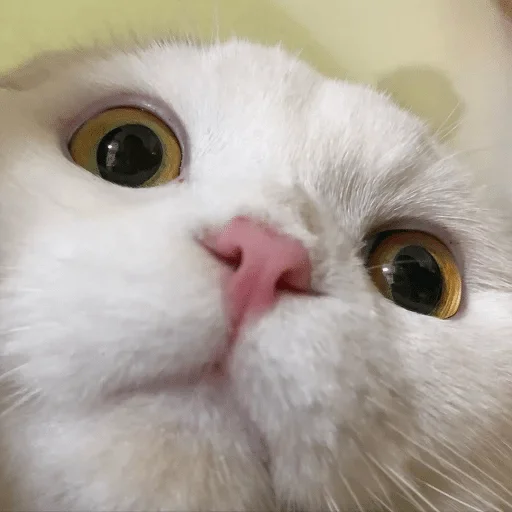 mammal mammal animal cat