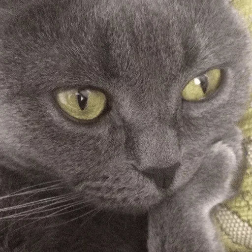 mammal mammal animal cat