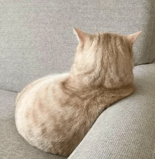 animal animal small to medium-sized cats indoor