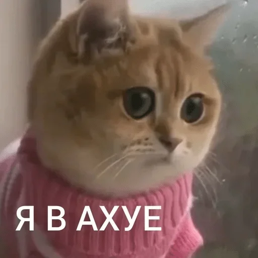 animal animal cat mammal
