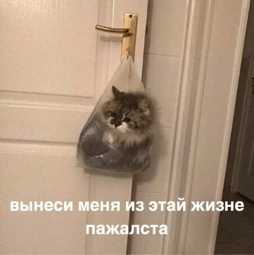 cat cat animal indoor