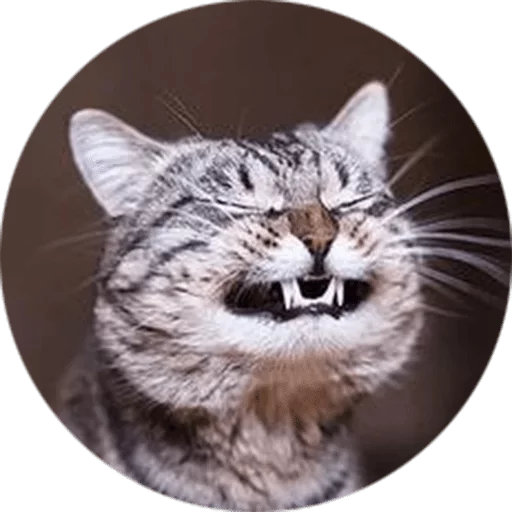 Cats — @stckrRobot Cats — @stckrRobot -