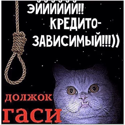 text text poster cat