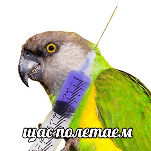 bird bird animal parrot